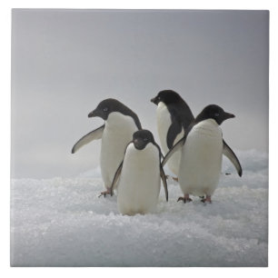 Adelie Penguins on Ice Flows Ceramic Tile