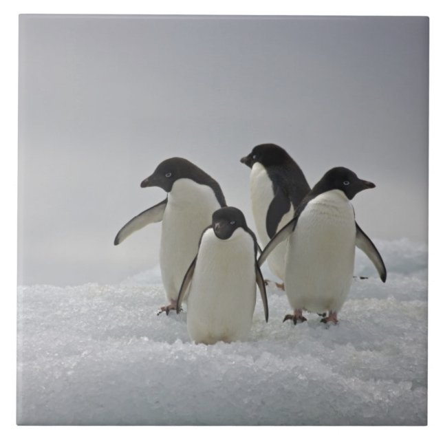Adelie Penguins on Ice Flows Ceramic Tile (Front)