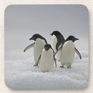 Adelie Penguins on Ice Flows Coaster