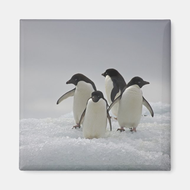 Adelie Penguins on Ice Flows Magnet (Front)
