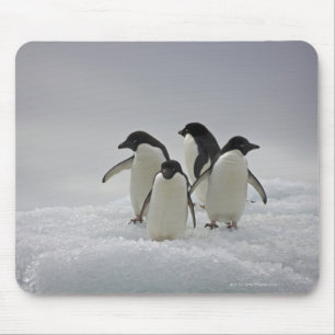 Adelie Penguins on Ice Flows Mouse Pad