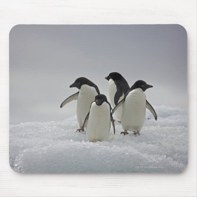 Adelie Penguins on Ice Flows Mouse Pad (Front)