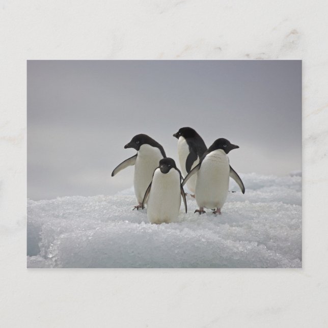 Adelie Penguins on Ice Flows Postcard (Front)