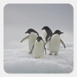Adelie Penguins on Ice Flows Square Sticker