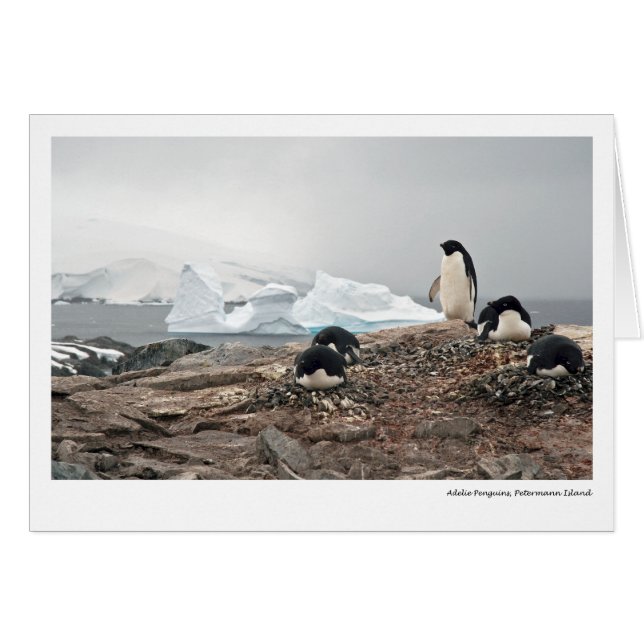 Adelie penguins, Petermann Island (Front Horizontal)