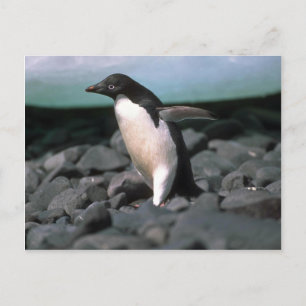 Adelie Penguins Postcard