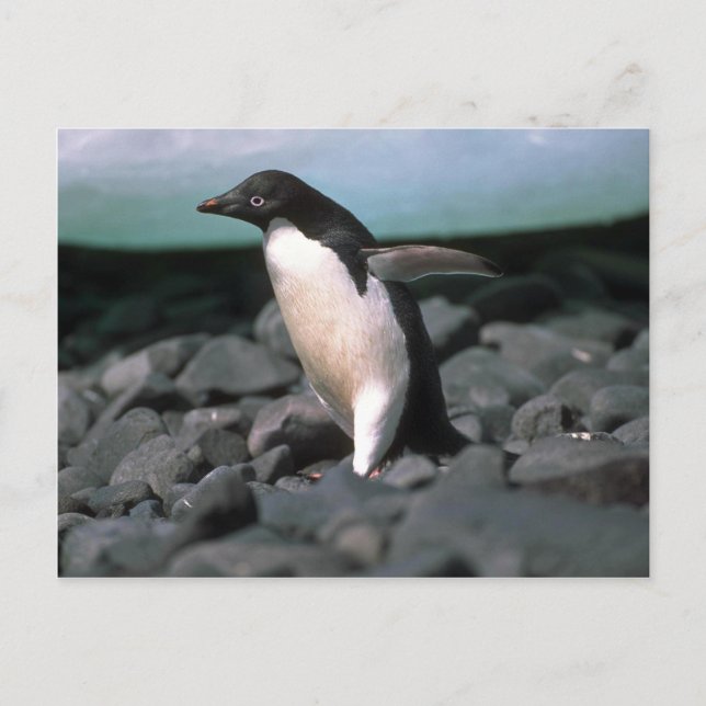 Adelie Penguins Postcard (Front)