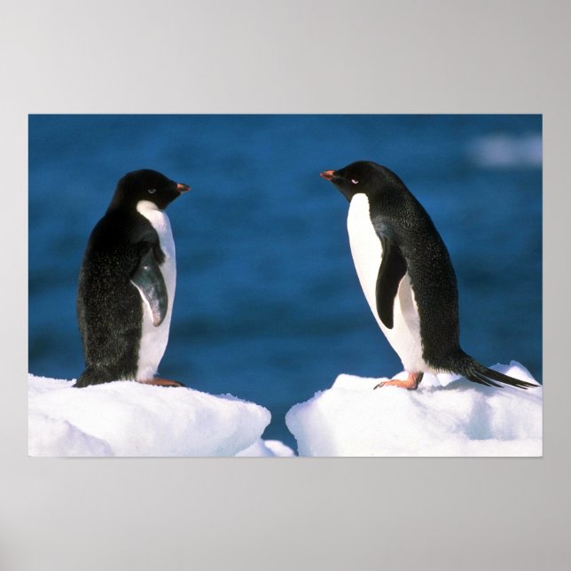 Adelie Penguins Poster (Front)