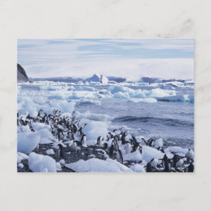 Adelie Penguins Pygoscelis adeliae) among the Postcard