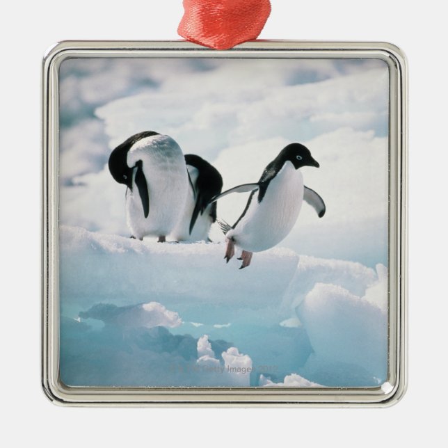 Adelie penguins (pygoscelis adeliae) Antarctica Metal Tree Decoration (Front)