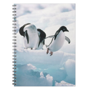 Adelie penguins (pygoscelis adeliae) Antarctica Notebook