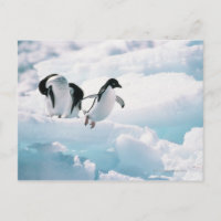 Adelie penguins (pygoscelis adeliae) Antarctica