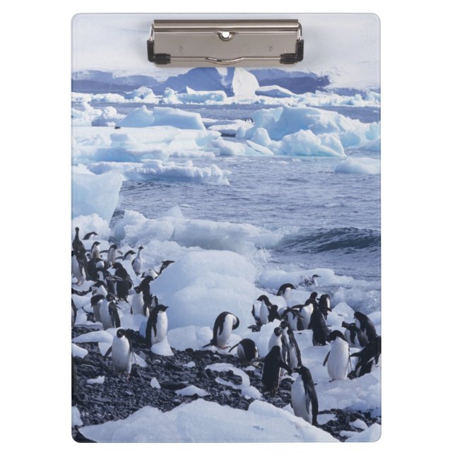 Adelie Penguins Pygoscelis adeliae Clipboard (Front)