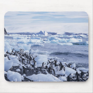 Adelie Penguins Pygoscelis adeliae Mouse Pad
