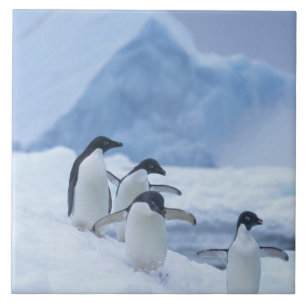 Adelie Penguins (Pygoscelis adeliae) on ice, Ceramic Tile