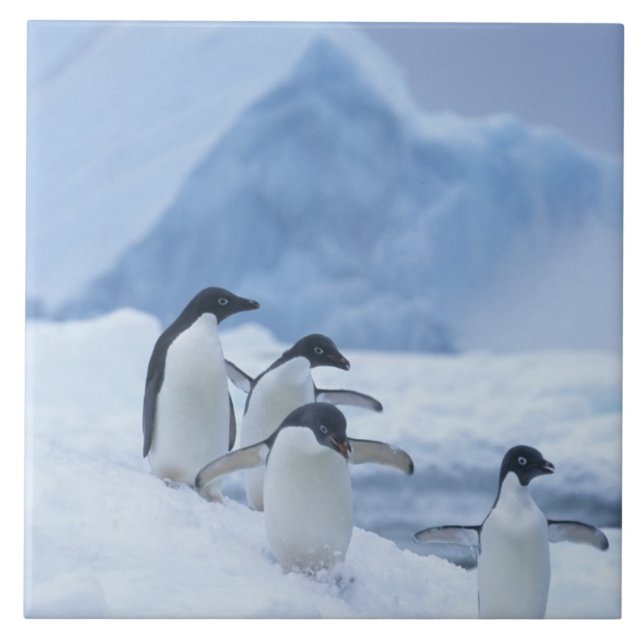 Adelie Penguins (Pygoscelis adeliae) on ice, Ceramic Tile (Front)
