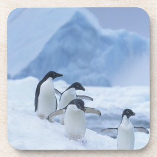 Adelie Penguins (Pygoscelis adeliae) on ice, Coaster