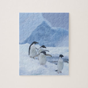 Adelie Penguins (Pygoscelis adeliae) on ice, Jigsaw Puzzle