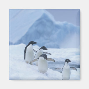 Adelie Penguins (Pygoscelis adeliae) on ice, Magnet