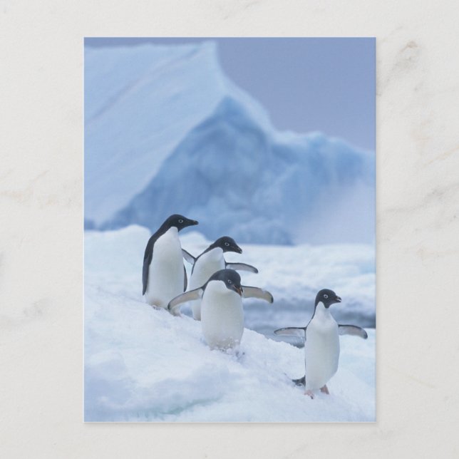 Adelie Penguins (Pygoscelis adeliae) on ice, Postcard (Front)