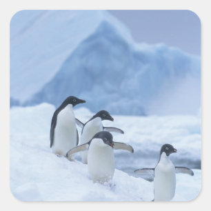 Adelie Penguins (Pygoscelis adeliae) on ice, Square Sticker