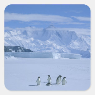 Adelie Penguins, Pygoscelis adeliae), Square Sticker