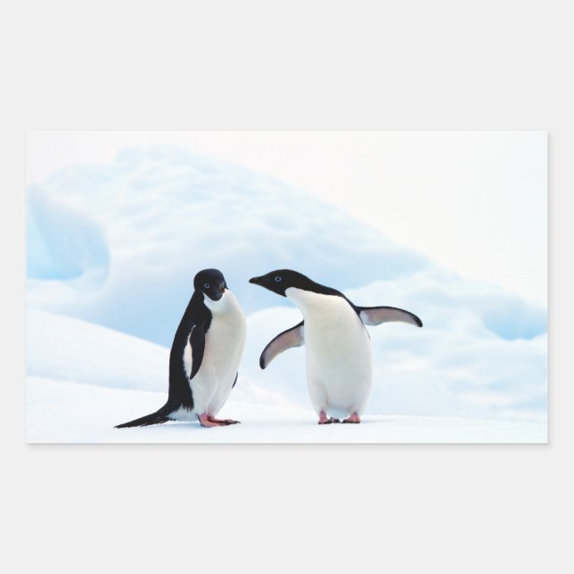 Adelie Penguins Rectangular Sticker (Front)