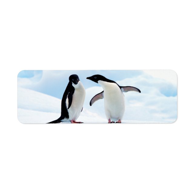 Adelie Penguins Return Address Label (Front)