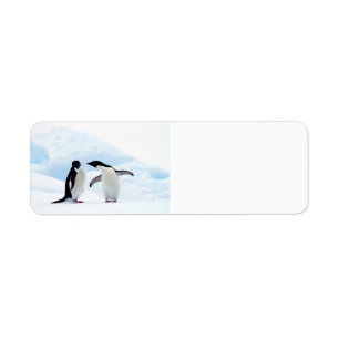 Adelie Penguins Return Address Label