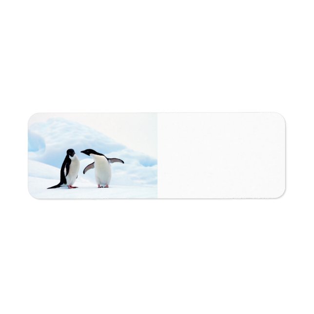 Adelie Penguins Return Address Label (Front)