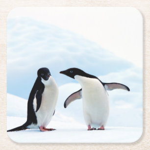 Adelie Penguins Square Paper Coaster