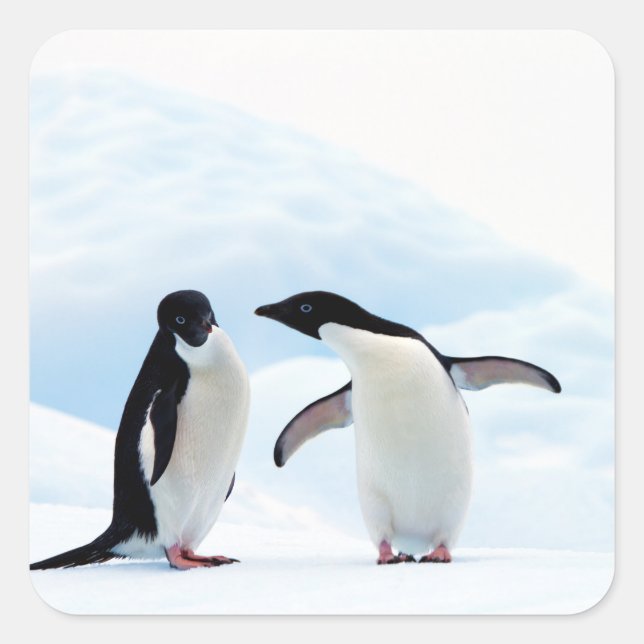 Adelie Penguins Square Sticker (Front)