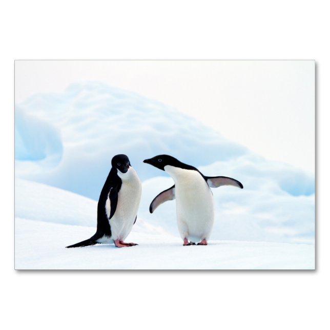 Adelie Penguins Table Number (Back)