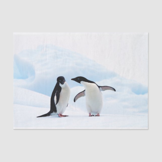 Adelie Penguins Tissue Paper (Front)
