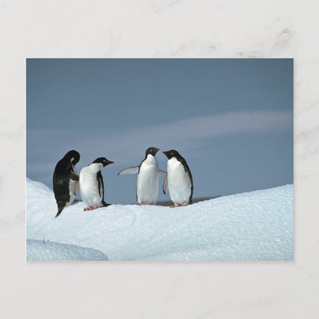 Adelite penguins, Antarctica Postcard (Front)