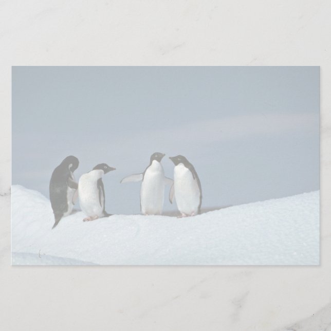 Adelite penguins, Antarctica Stationery (Front)