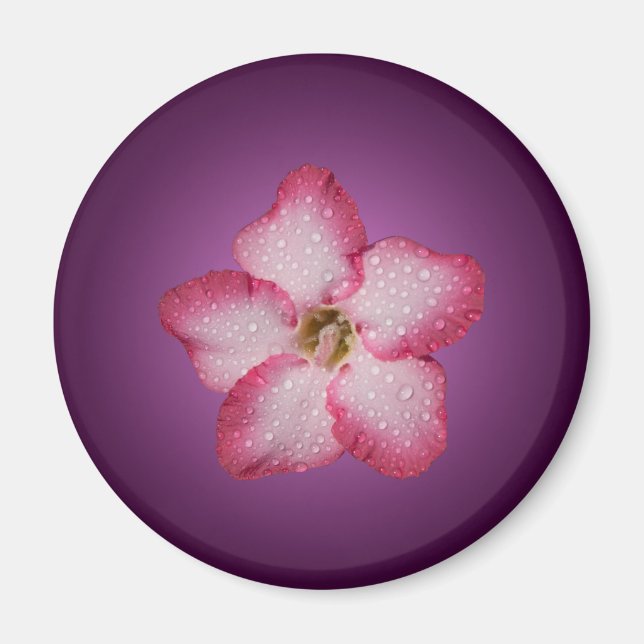 Adenium Pink Flower Flora Gradient Violet Magnet (Front)