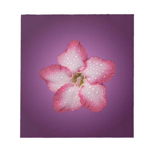 Adenium Pink Flower Flora Gradient Violet Notepad (Front)