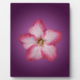 Adenium Pink Flower Flora Gradient Violet Plaque