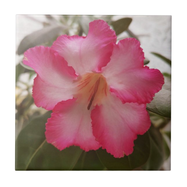Adenium pink white flowers floral nature graden pl ceramic tile (Front)