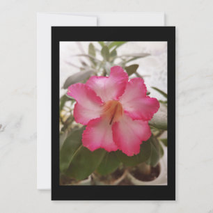 Adenium pink white flowers floral nature graden pl invitation