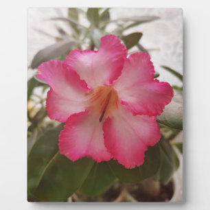 Adenium pink white flowers floral nature graden pl plaque