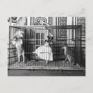 Adgie and Her Trained Lions Vintage Circus 1897 Postcard