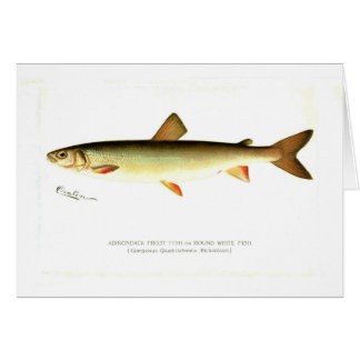 Adirondack Frost Fish