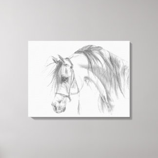 Admirable Arabian Canvas Print