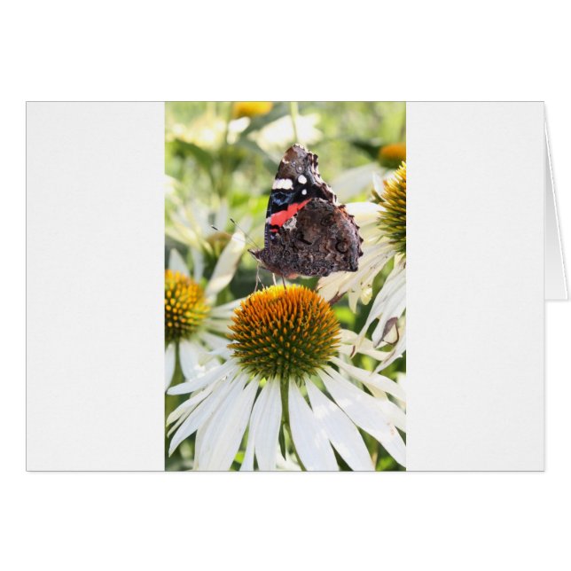 Admiral Butterfly on Flower (Front Horizontal)