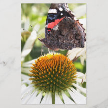 Admiral Butterfly on Flower