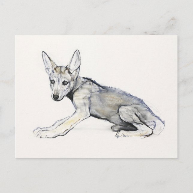Adolescent Arabian Wolf Pup 2009 Postcard (Front)