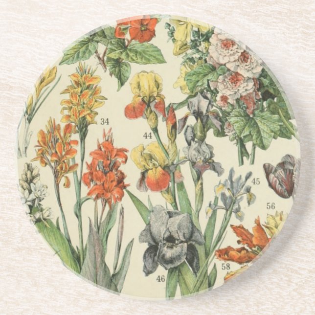 Adolph Millot Botanical Illustration 2 Coaster (Front)