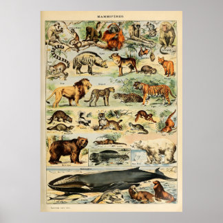 Adolphe Millot Animals Poster